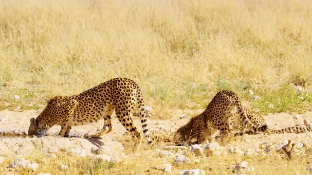 Alert Cheetah Drinking Water, Kalahari Desert, South Africa