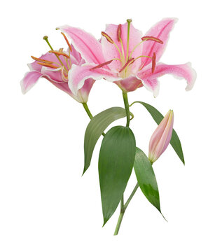 Beautiful pink lily flowers with green leaves isolated on transparent background
