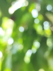 Obraz premium green bokeh background from nature under tree shade, defocused