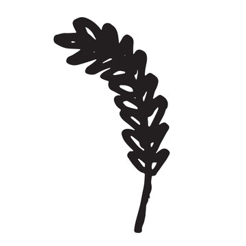 Hand drawn cereal wheat oat rye barley rice ears spikelet clipart Organic wheat bread agriculture farming harvest healthy food Single element for print packaging label design decor