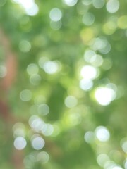 Obraz premium green bokeh background from nature under tree shade, defocused
