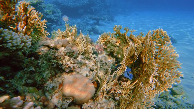 Underwater close up shot of branching fire coral reef. 