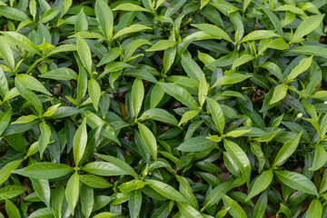 Fototapeta premium Vibrant green glossy garden leaves showing intricate texture and dense growth patterns in a natural setting