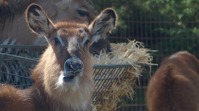 Close-up of a waterbuck at the wildlife park in daytime