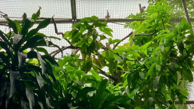4K footage of hornbill bird perched on branch in zoo enclosure, eye level shot with natural light, rich colors and calm exotic mood, ideal for wildlife, conservation, nature themes. Jakarta, Indonesia