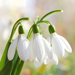Obraz premium A close-up of white flowers with drooping petals and green stems