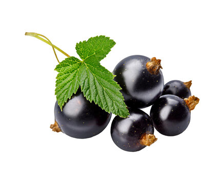 Fresh ripe blackcurrant berries with green leaves isolated on transparent background. Sweet organic summer fruit element