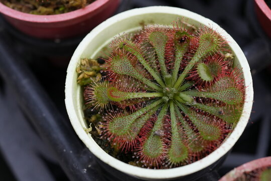 A sundew carnivorous plant in a pot.