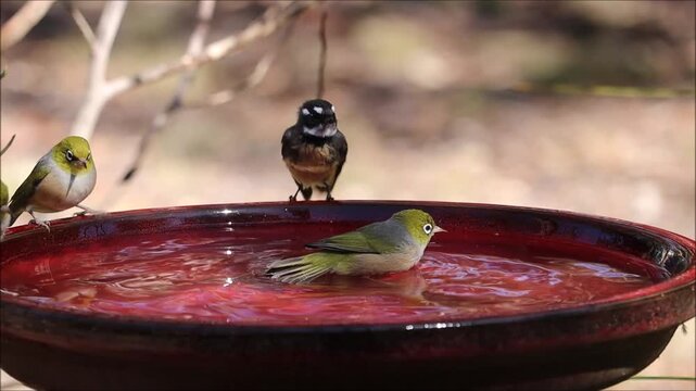 Grey Fantail, New Holland Honeyeaters and Silvereyes bathing, South Australia