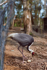 Obraz premium Crane bird egg nest captive zoo on forest ground, adult crane inspecting and incubating egg among leaves and substrate in an enclosure, wildlife care and avian parenting behavior.