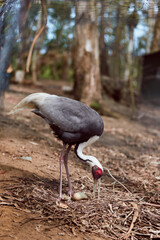 Obraz premium Crane bird nature forest wildlife feeding on ground among leaf litter, closeup portrait of a solitary adult with red head and long beak, walking in natural environment.