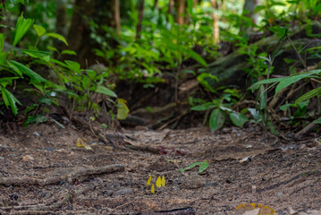 Fototapeta premium Close up of Tropical butterfly in the rainforest on the ground in the rainforest, Thailand. 