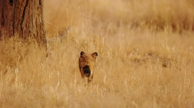 Bat Eared Foxes (Otocyon Megalotis) In Dry Kalahari Grass Landscape Hunting
