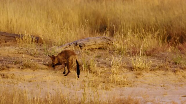 Bat Eared Foxes (Otocyon Megalotis) In Dry Kalahari Grass Landscape Hunting