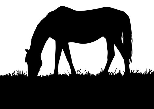 Black Silhouette of a Horse Grazing in a Field of Grass Vector Graphic Isolated on White Background