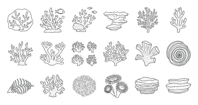 Collection of diverse coral reef organisms and marine plants in outline drawings perfect for educational resources and ocean environment projects
