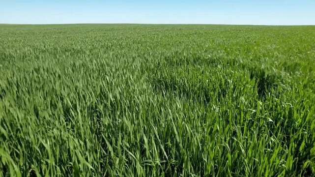 Green wheat field blowing in the wind under a clear blue sky