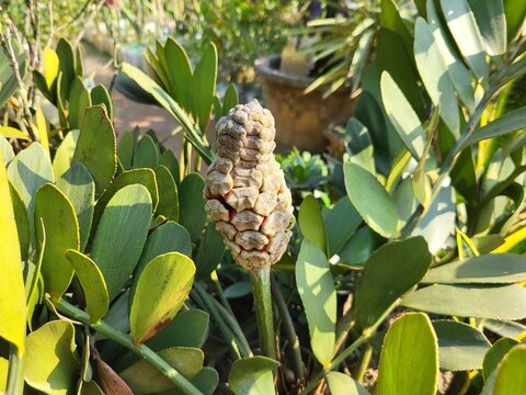 Zamia furfuracea, commonly known as the cardboard palm or cardboard cycad, is a cycad plant species native to eastern Mexico