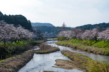 Fototapeta premium ゆったりと流れる鳥取県の法勝寺川沿いに続く、見事な桜並木