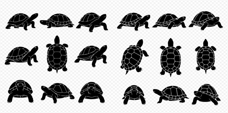 Set of black turtle and tortoise silhouettes in various poses and angles, isolated on a transparent background.