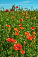 Naklejka premium Spring, nature and flower plants in meadow for natural beauty, blooming season and biodiversity. Floral pollinator, field and poppies in countryside for ecosystem, flora aesthetic and sustainability