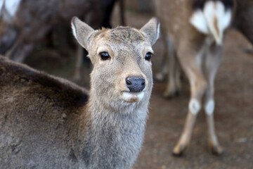 Fototapeta premium A cute wild deer in Nara Park, Japan.
