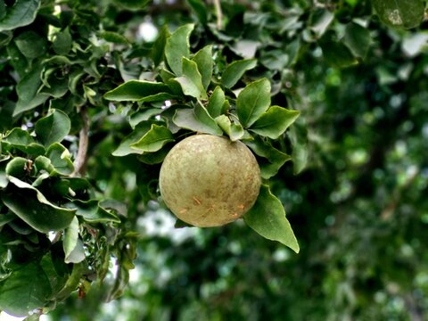 Aegle marmelos, commonly known as bael (or bili or bhel), also Bengal quince, golden apple, Japanese bitter orange, stone apple or wood apple