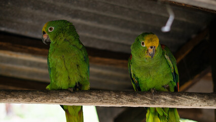 Obraz premium Green parrots perched on wooden branch in natural environmen