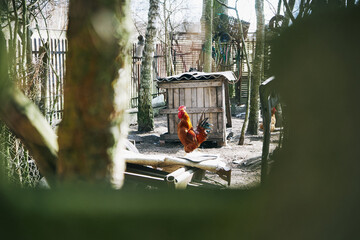 kogut  © Marcin Łazarczyk