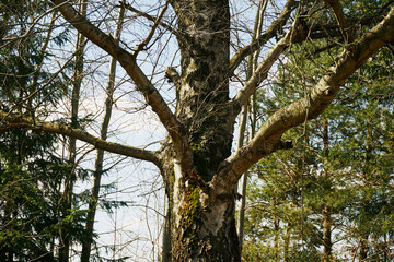 drzewo  © Marcin Łazarczyk