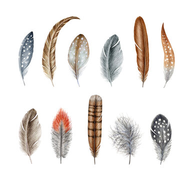 Bird feathers set of various shapes and species isolated on transparent background. Hand drawn watercolor natural delicate elements perfect for boho design, decor, packaging, invitations and branding