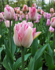 Obraz premium Beautiful white tulips with pink veins on a flower bed in spring on a mobile phone