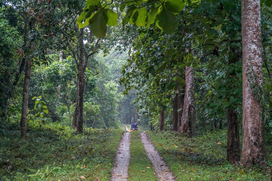 Jungle Safari in Lataguri forest in Dooars Region North Bengal India