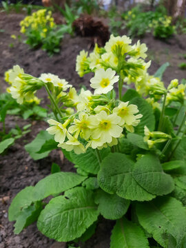 Yellow primrose on a mobile phone. Spring primroses
