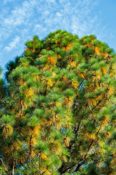 Longleaf pine growing in an autumn forest.