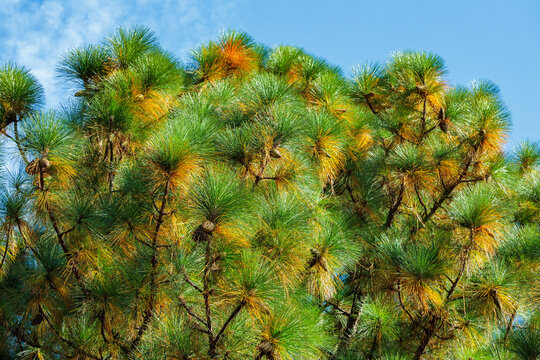 Longleaf pine growing in an autumn forest.