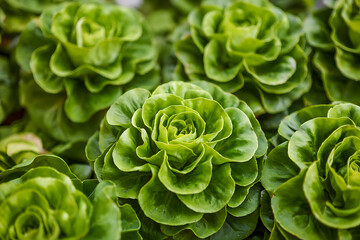 Obraz premium A close up view of several vibrant green succulent rosettes with ruffled leaves in a garden bed