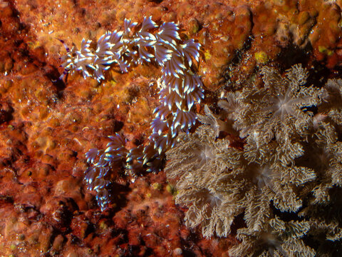 A nudibranch, a type of sea slug, crawls along a coral reef. The nudibranch has a distinctive blue and white pattern on its cerata, which are external respiratory organs. 