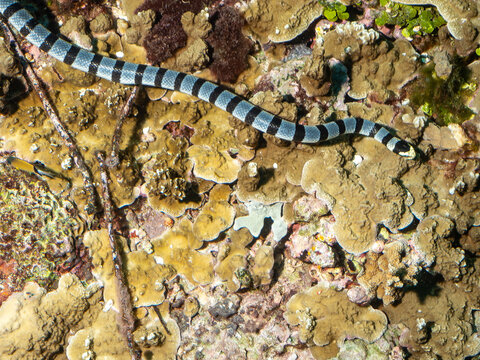A banded sea krait, also known as a banded sea snake, slithers across a coral reef. These venomous snakes are found in tropical Indian and Pacific Oce