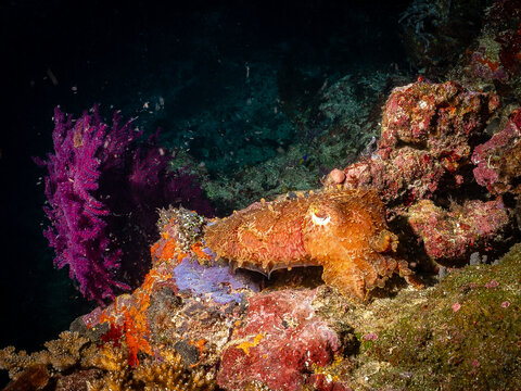 A cuttlefish rests on a vibrant coral reef, its textured skin blending with the colorful surroundings. 