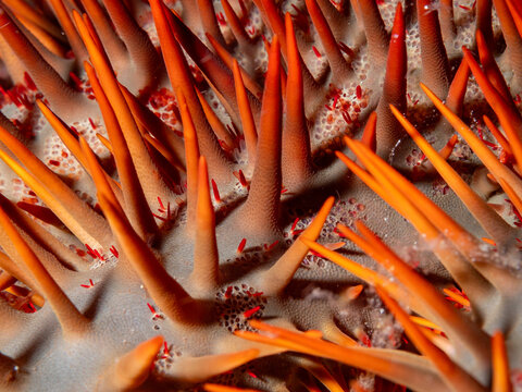 A close-up shot shows the crown-of-thorns starfish, Acanthaster planci, with its vibrant orange spines. Tiny red commensal shrimp are visible nestled