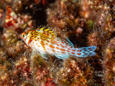 A hawkfish with striking orange and yellow markings swims near a coral reef.