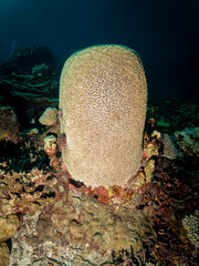 A large, dome-shaped coral formation dominates the center of the frame, its surface covered in a dense pattern of small polyps. The coral is surrounde © Pete Niesen Photo