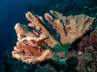A large, textured coral formation is illuminated by underwater lights, showcasing its intricate details and the surrounding marine environment. The co © Pete Niesen Photo