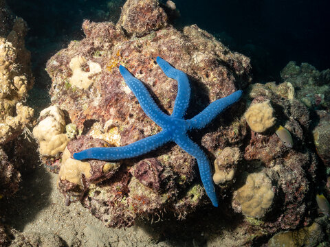 A vibrant blue starfish with white spots rests on a coral reef, surrounded by smaller fish and the sandy seabed. The starfish's unique color and textu