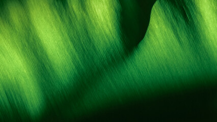 Blurred background image of green leaves with gradient colors and shadows  natural leaf background blur effect. © All times 