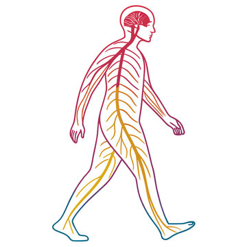 Full body outline of human nervous system, showing brain and spinal cord, nerves extending throughout body in gradient colors on white background.