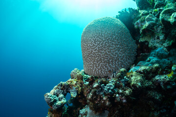 A large, rounded coral formation dominates the foreground of this underwater scene, its textured surface a mosaic of small polyps.  © Pete Niesen Photo