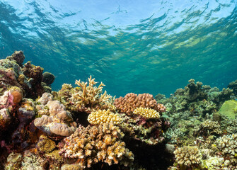 A vibrant coral reef teeming with life, showcasing a diverse array of colorful corals and small fish swimming in the clear blue ocean water. © Pete Niesen Photo