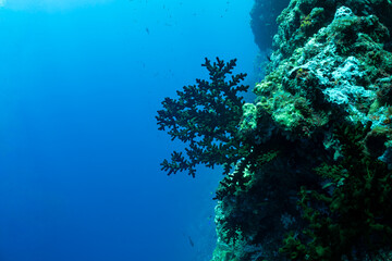 A vibrant coral reef teeming with small fish, showcasing the rich biodiversity of the underwater ecosystem. © Pete Niesen Photo